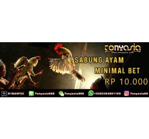 Cara Bermain Sabung Ayam dengan Setting Proxy (Mobile Data) | Bandar Judi Sabung Ayam | Sabung Ayam Online